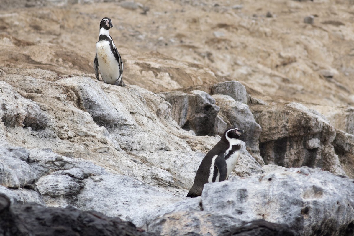 Humboldt Penguin - ML621384624