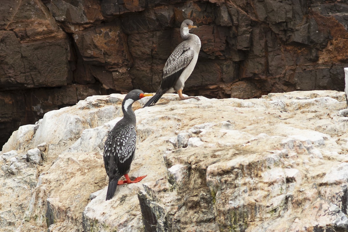 Red-legged Cormorant - Jeff 'JP' Peters