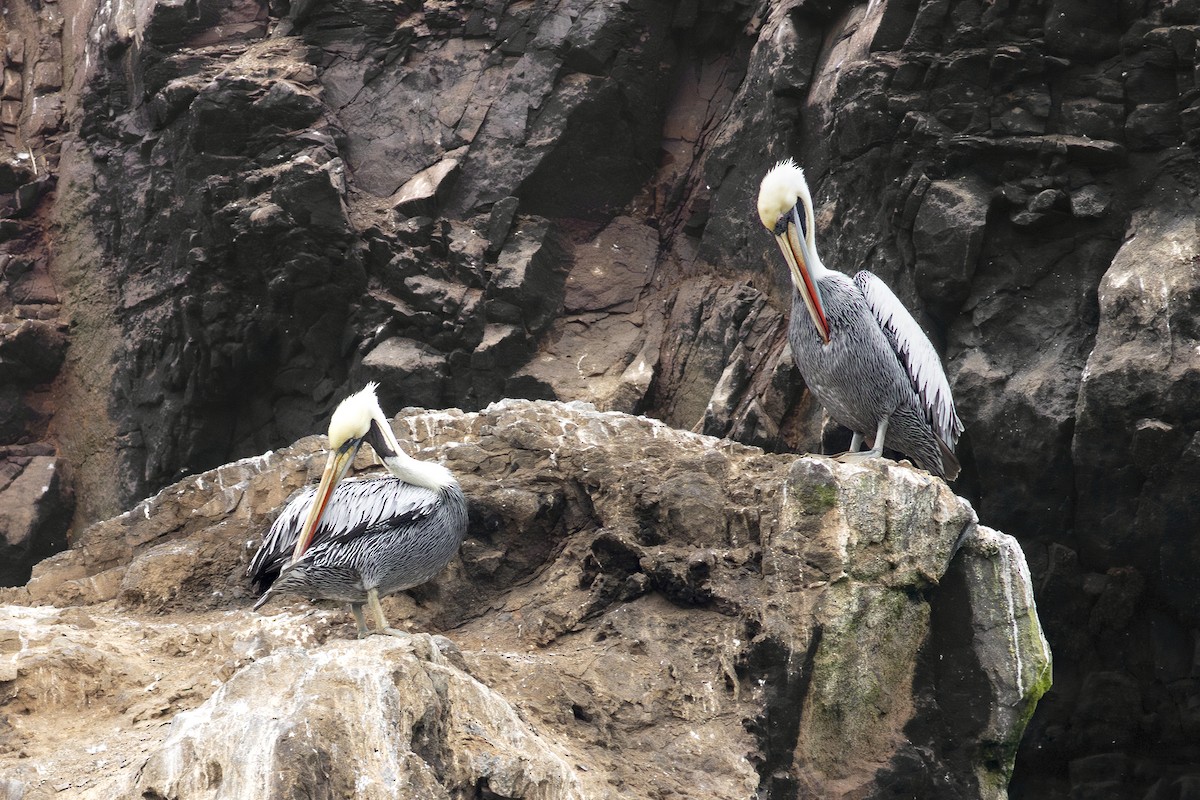 Peruvian Pelican - ML621384637