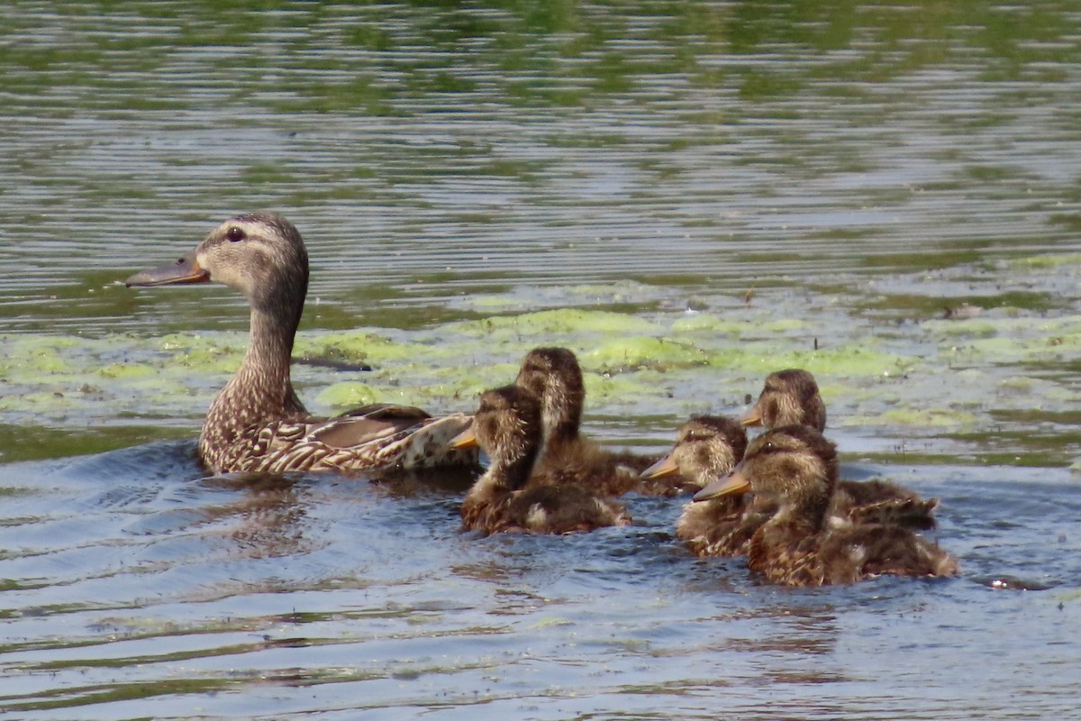 Mallard - ML621384761