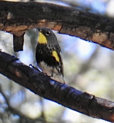 Yellow-rumped Warbler (Audubon's) - ML621384765