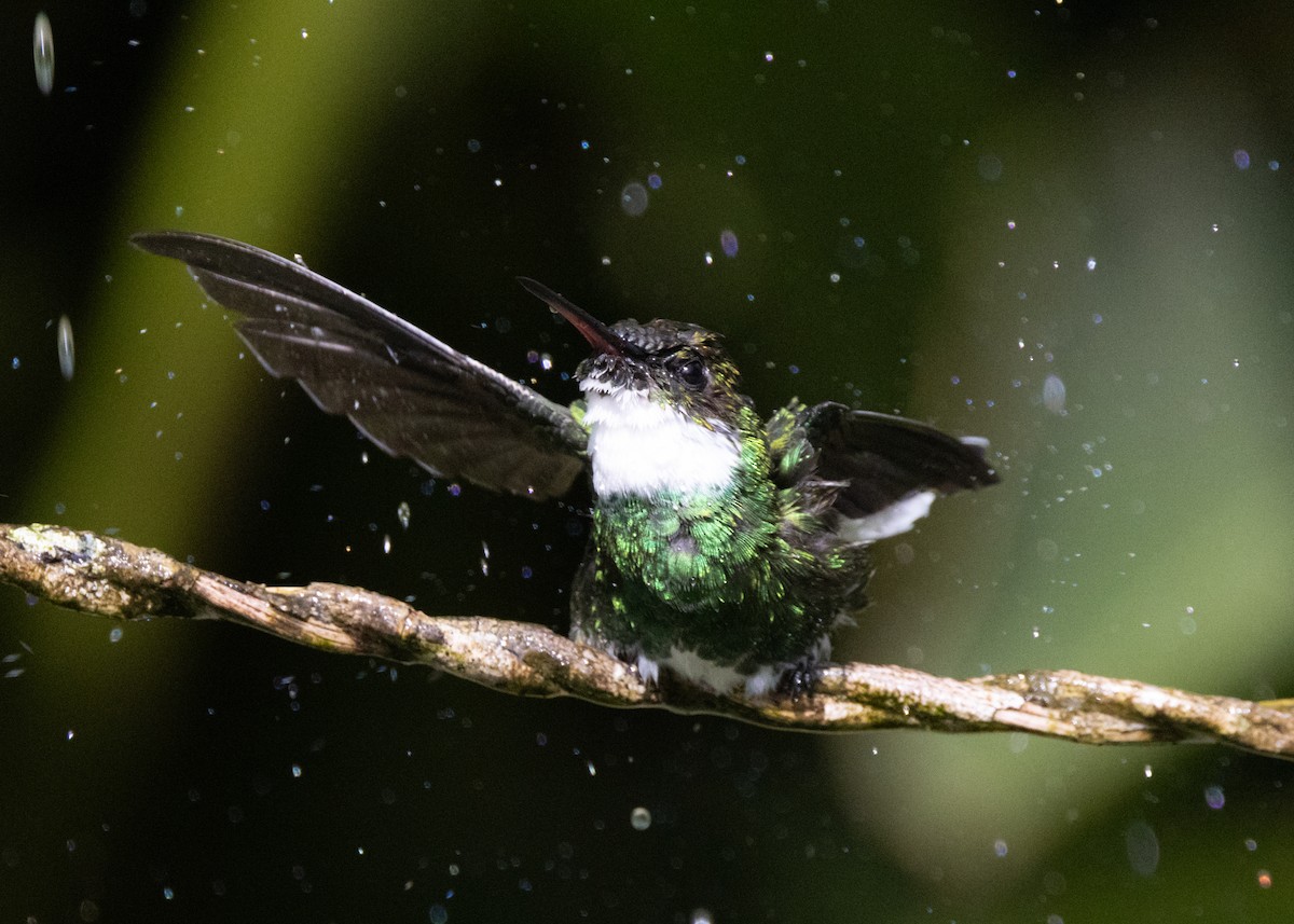 White-throated Hummingbird - ML621384773
