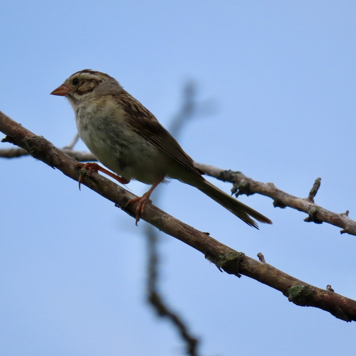 Clay-colored Sparrow - ML621384831