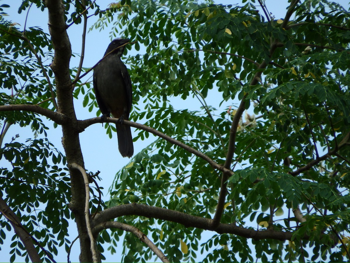 Cinnamon-bellied Saltator - Janis Robinson