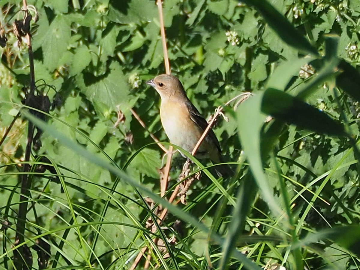 Lazuli Bunting - ML621384998