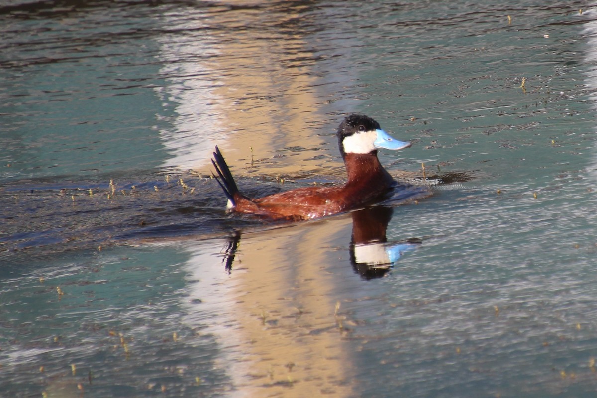 Ruddy Duck - ML621385056