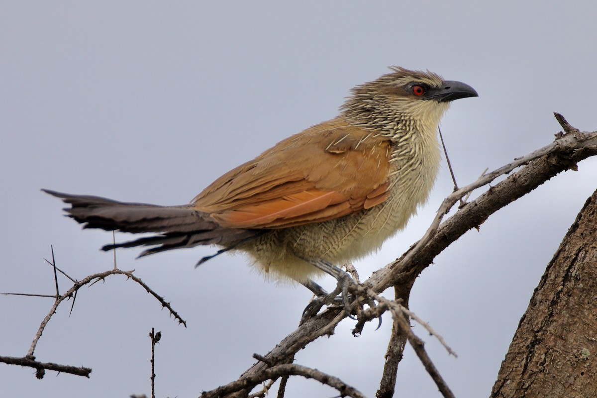 White-browed Coucal - ML621385059