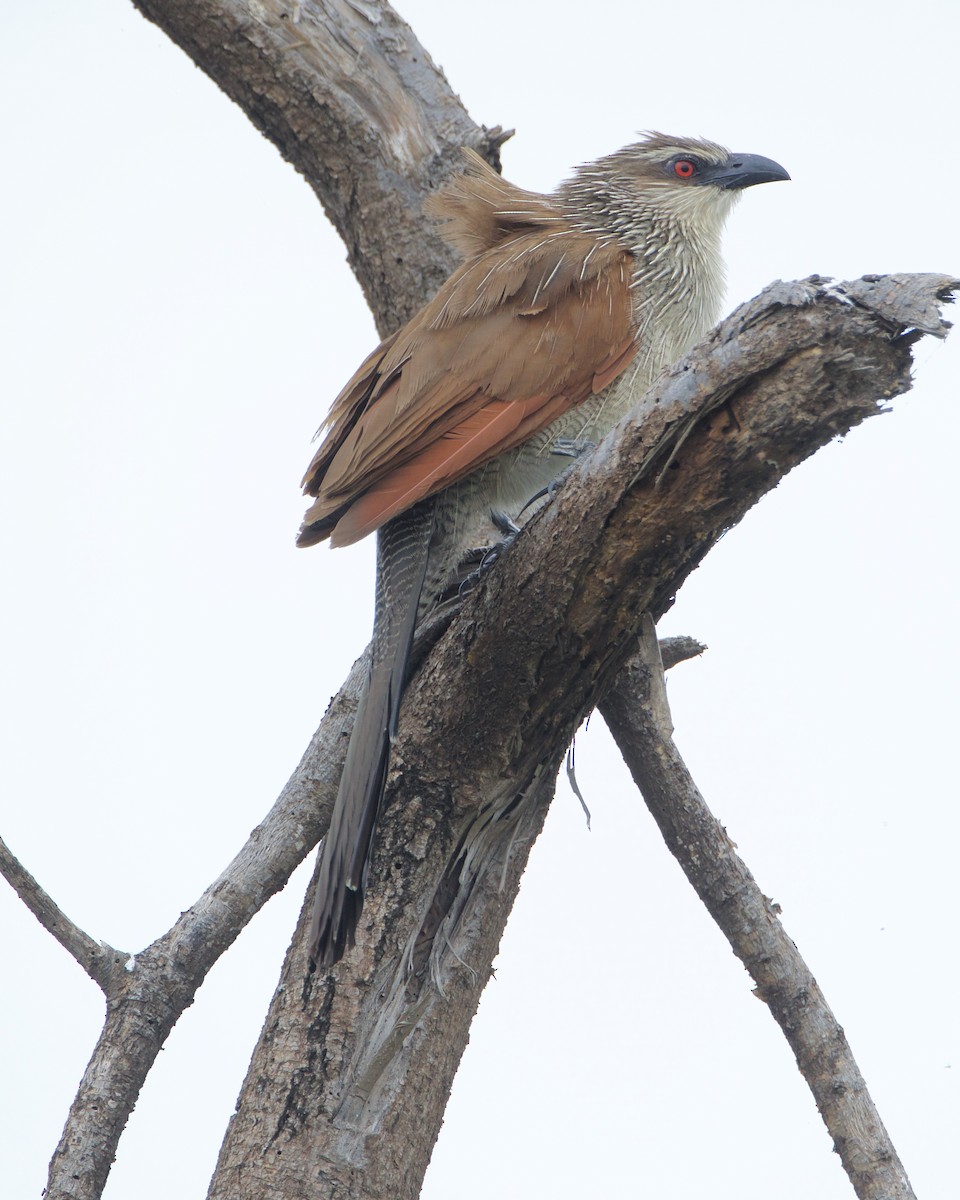 White-browed Coucal - ML621385060