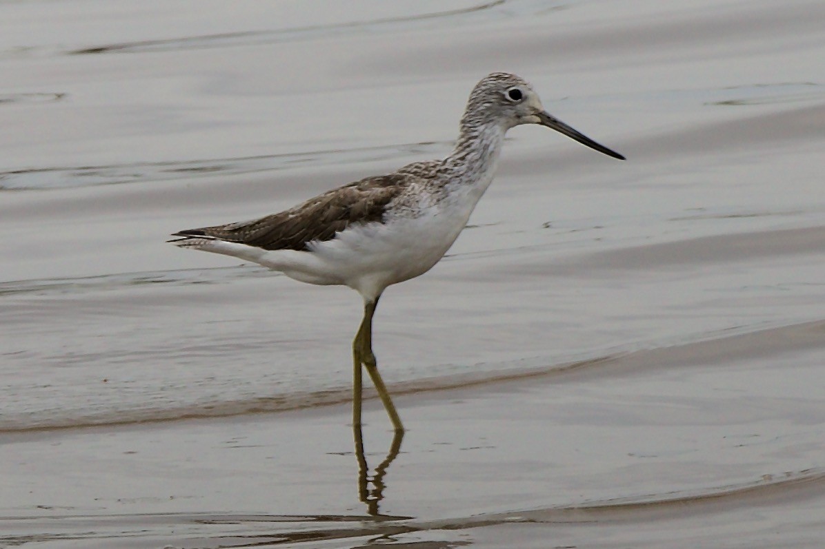 Common Greenshank - ML621385069