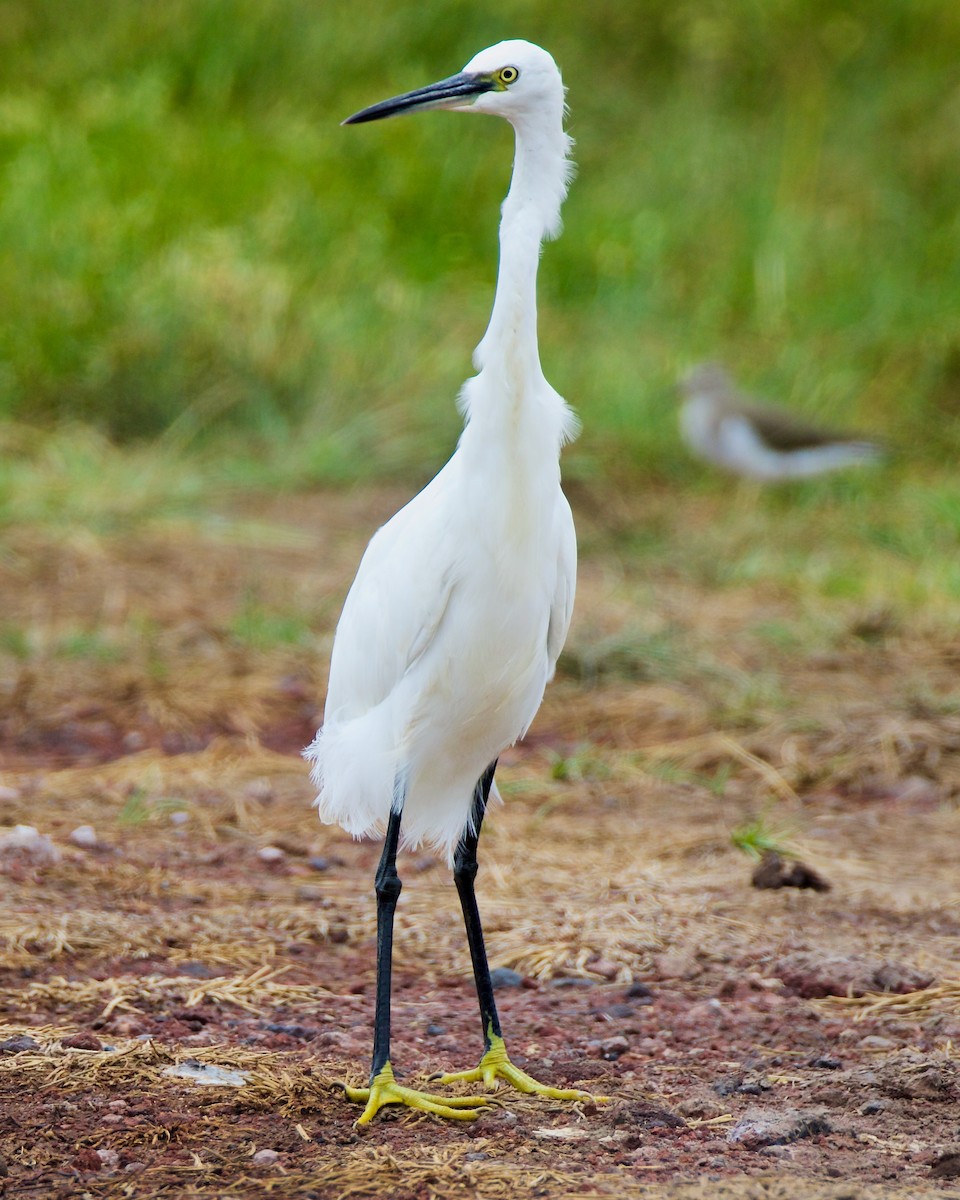 Little Egret - ML621385077