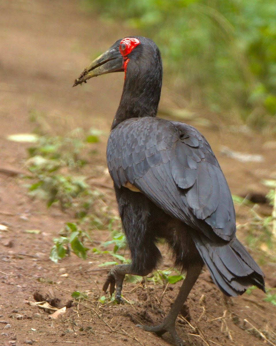 Southern Ground-Hornbill - ML621385082