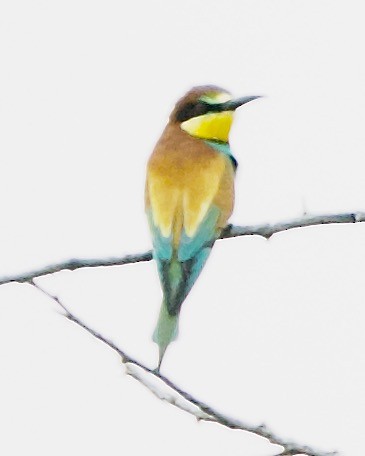 European Bee-eater - ML621385084