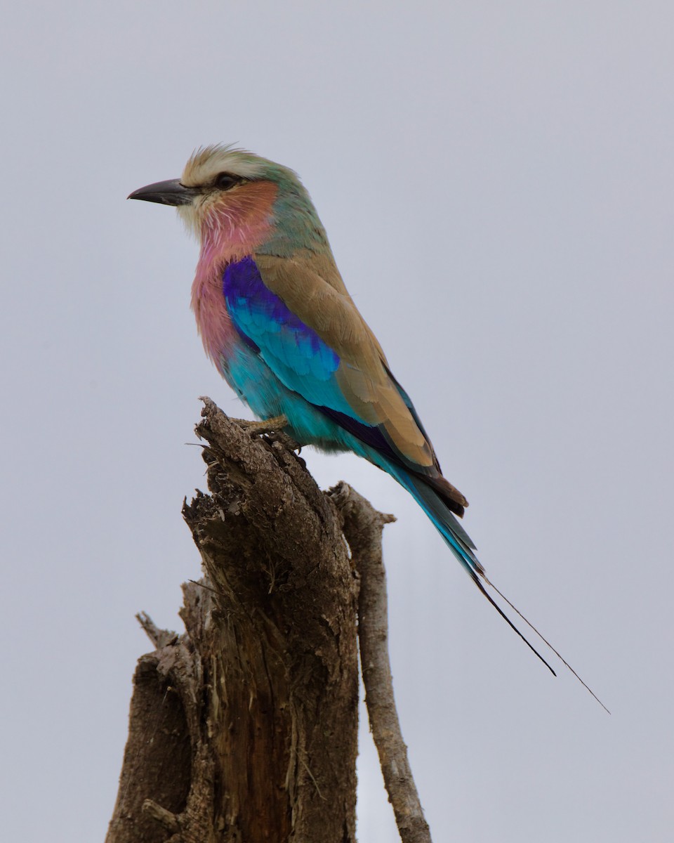 Lilac-breasted Roller - Gordon Sick