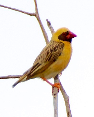 Red-billed Quelea - ML621385105