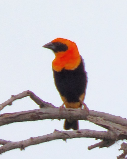 Black-winged Bishop - ML621385109