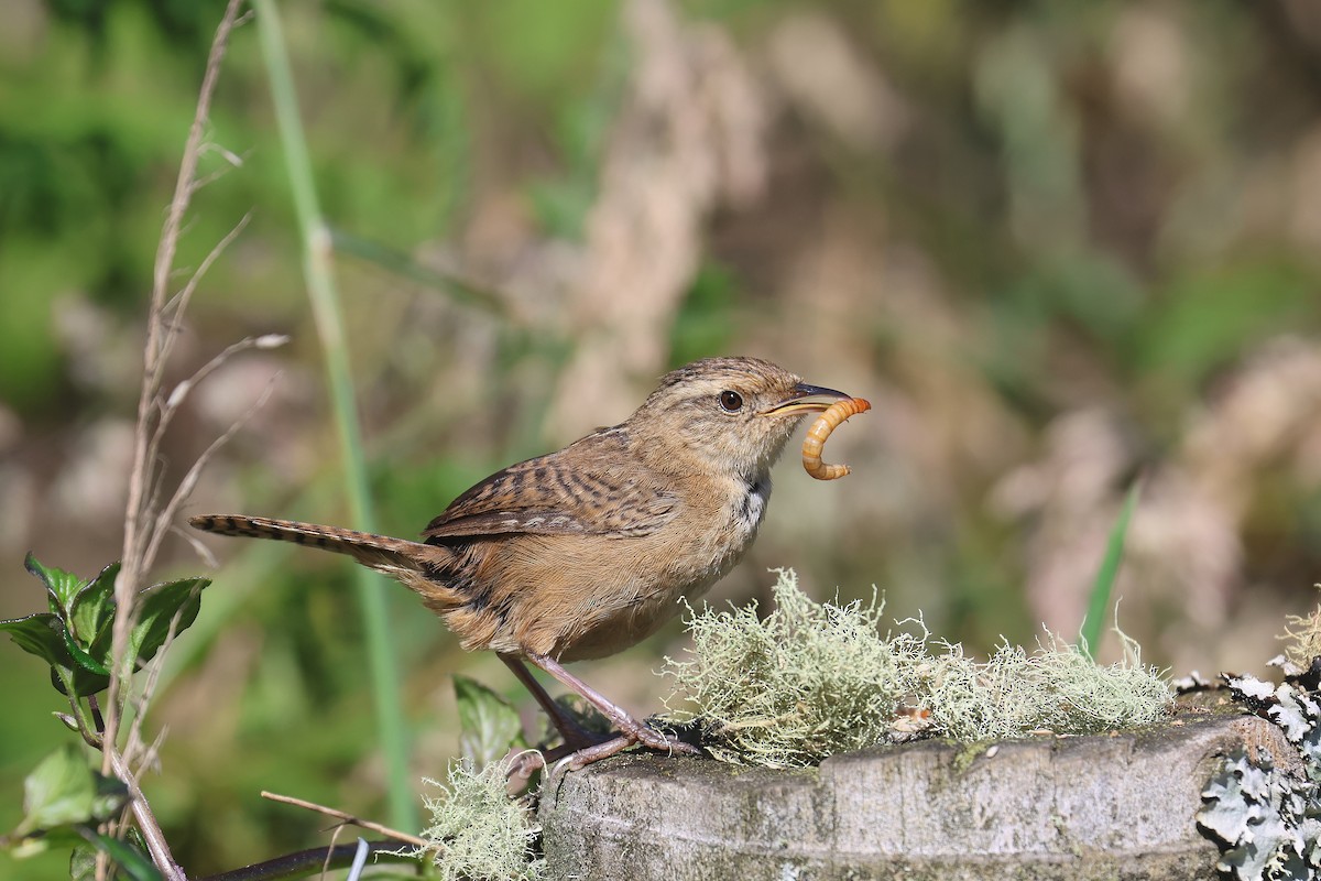 Grass Wren - ML621385154