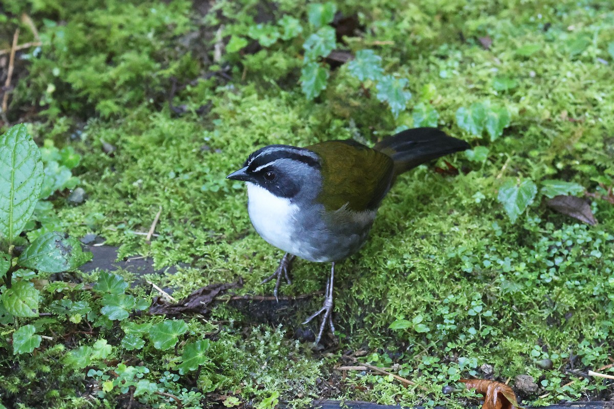 Gray-browed Brushfinch - ML621385195