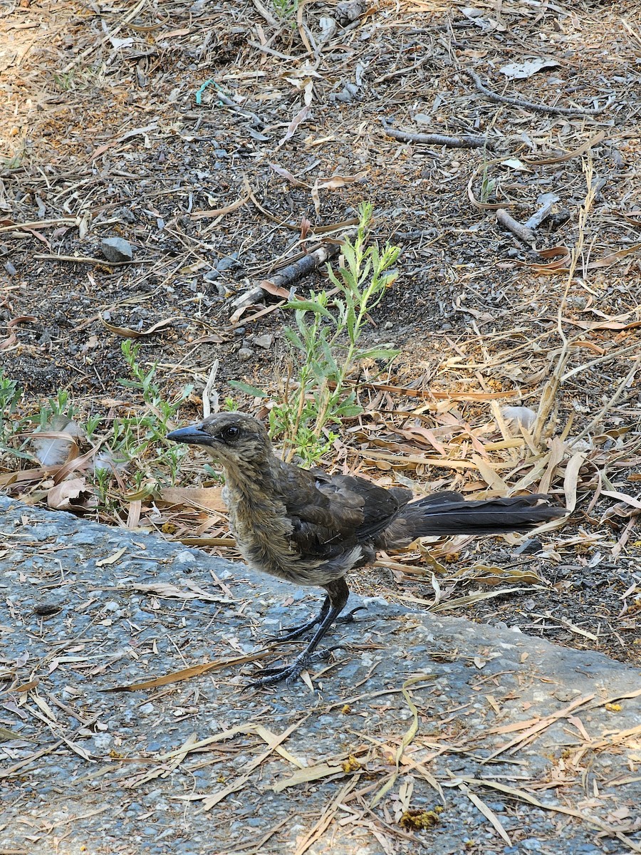 Great-tailed Grackle - ML621385222