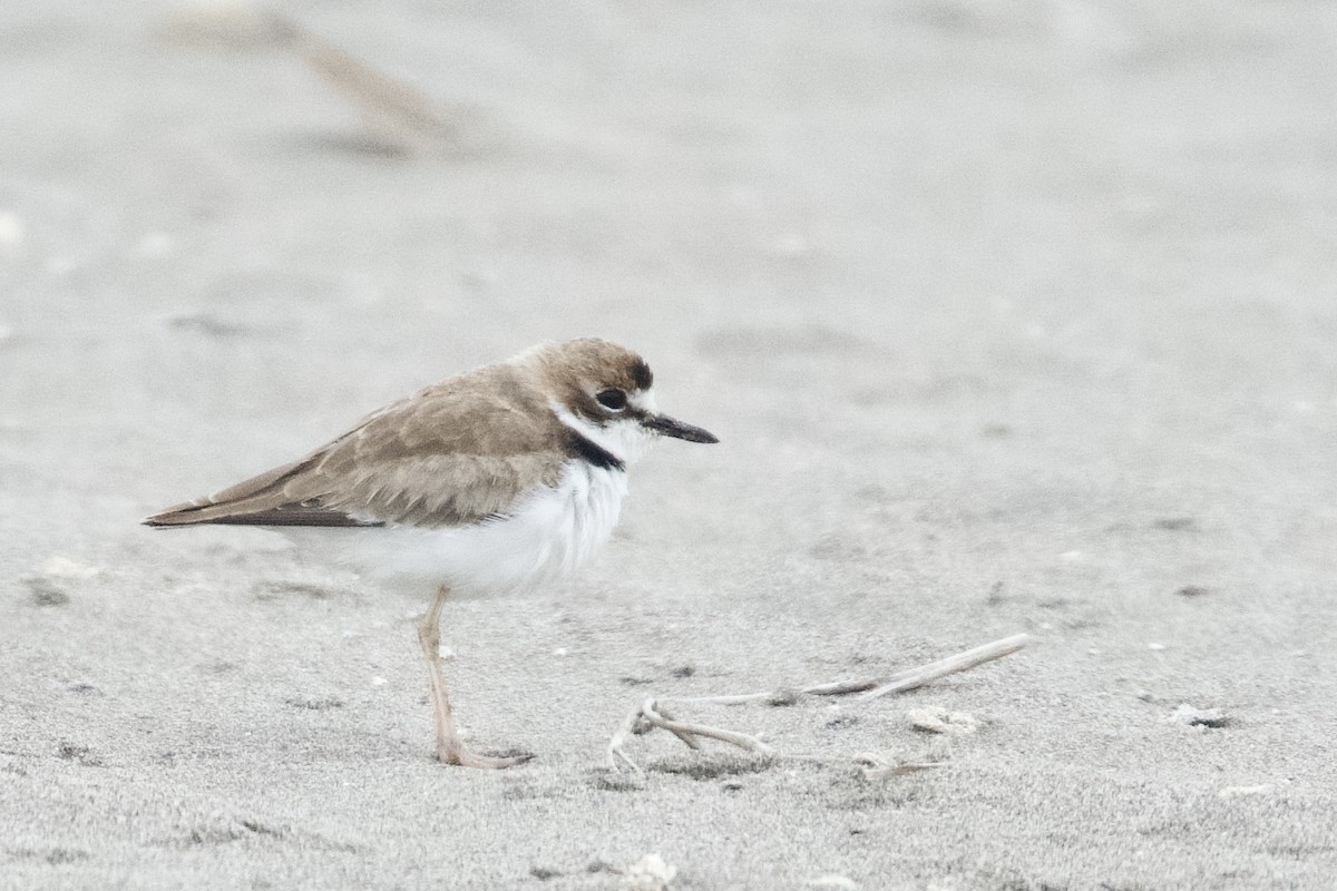 Collared Plover - ML621385244