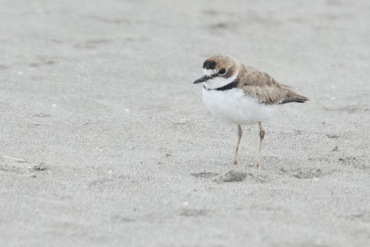 Collared Plover - ML621385251
