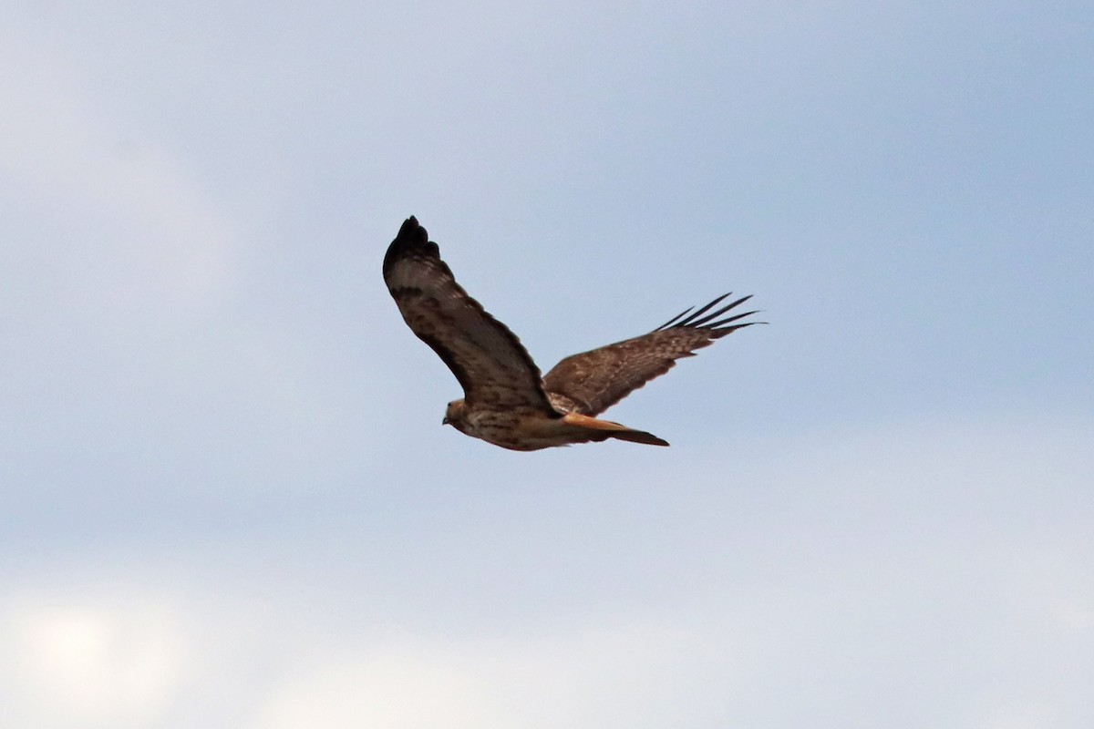 Red-tailed Hawk - ML621385270