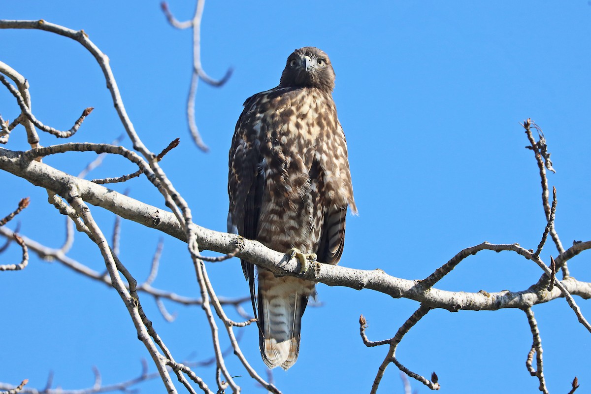 Red-tailed Hawk - ML621385271