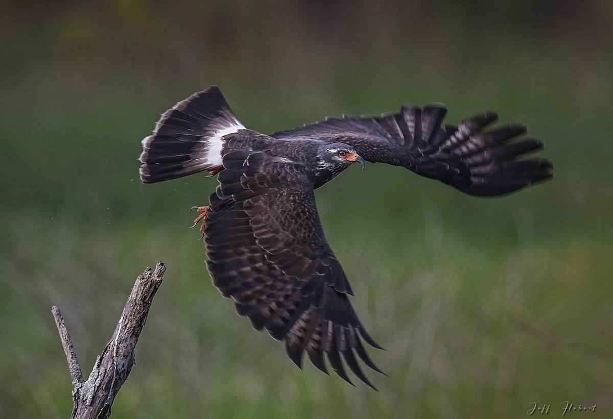 eBird Checklist 5 Jul 2024 Private Road Sorrento, Louisiana 1 species
