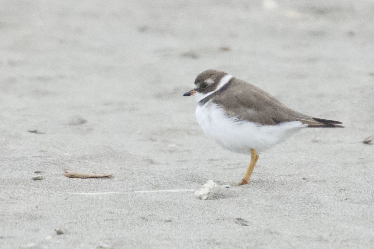 Semipalmated Plover - ML621385297
