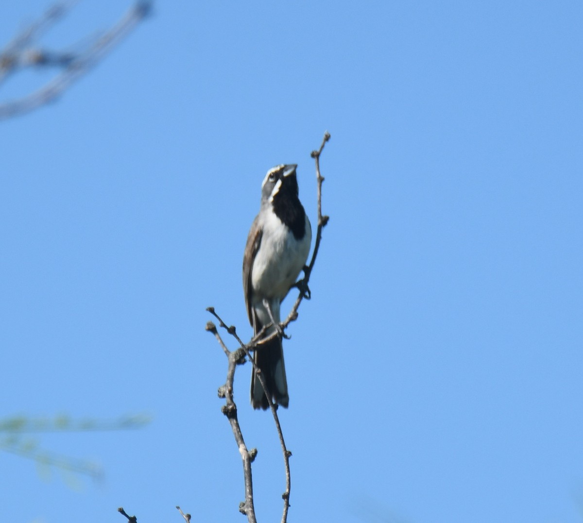 Black-throated Sparrow - ML621385303