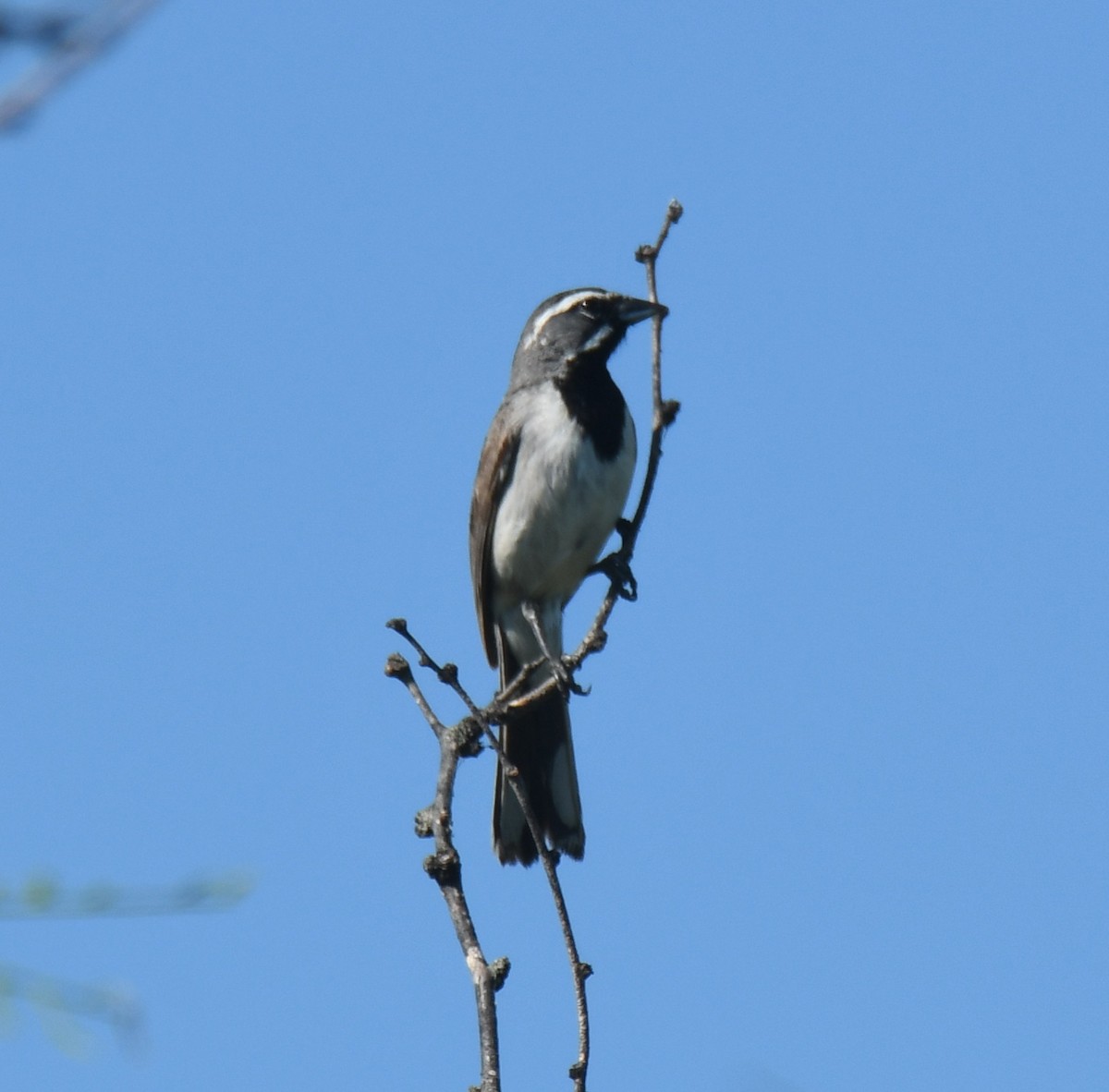 Black-throated Sparrow - ML621385304