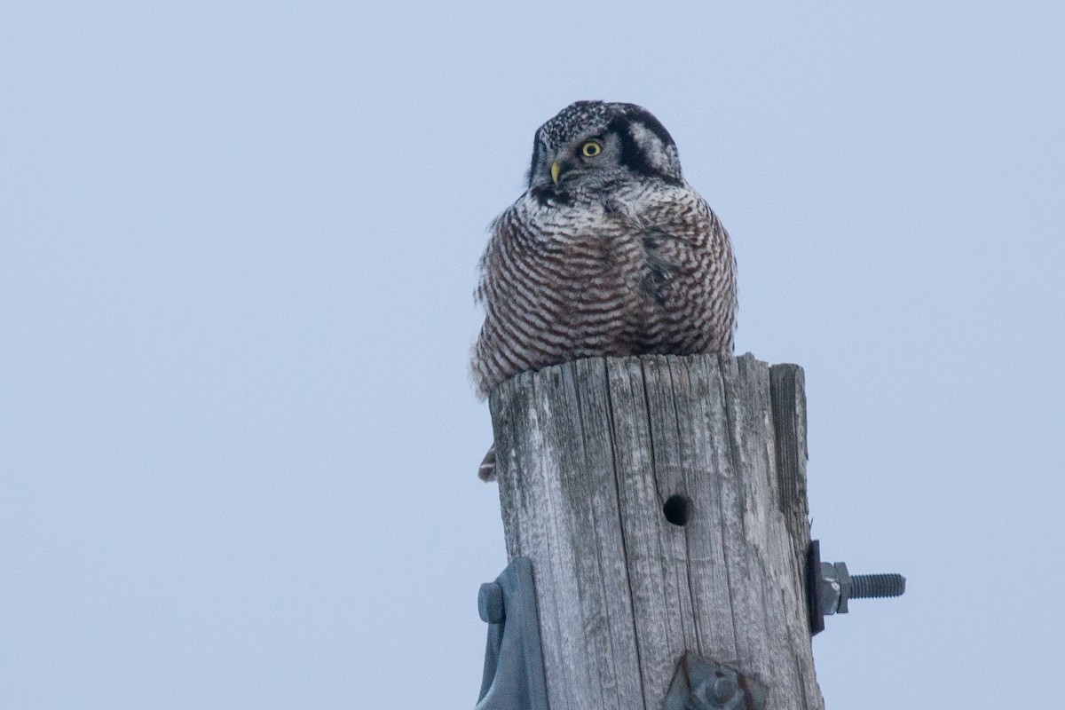 Northern Hawk Owl - ML621385337