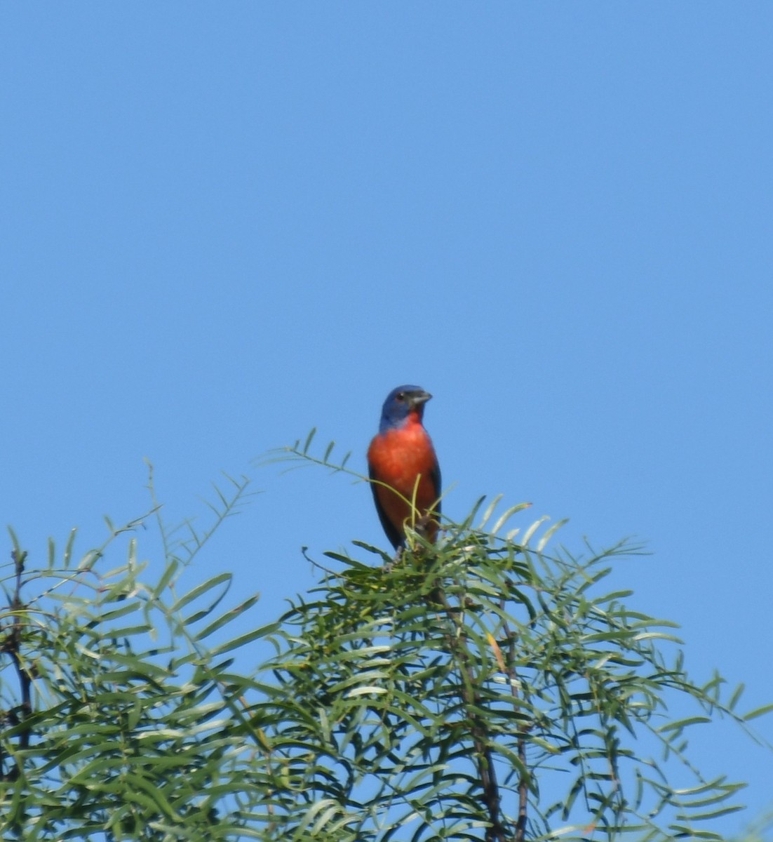 Painted Bunting - ML621385351
