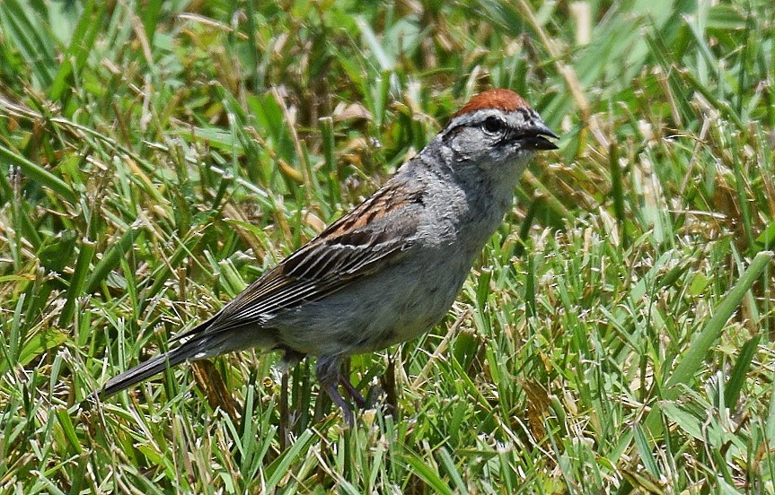 Chipping Sparrow - ML621385353