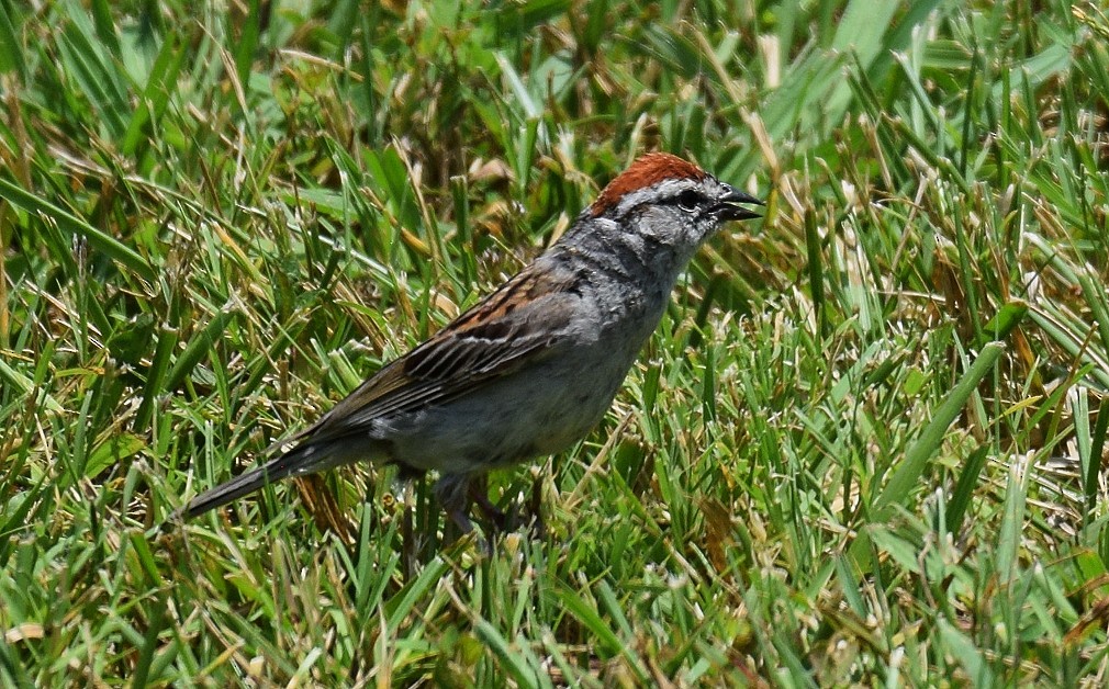 Chipping Sparrow - ML621385354