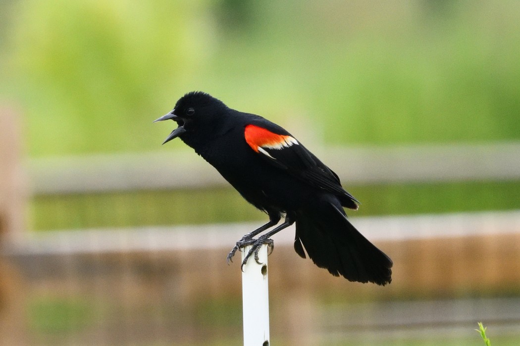 Red-winged Blackbird - ML621385356