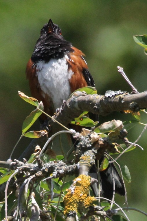 Spotted Towhee - ML621385389