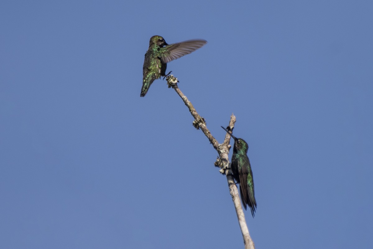 kolibřík fialovolímcový - ML621385409