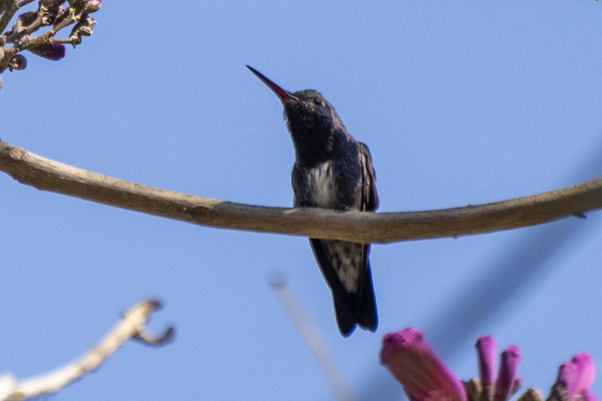 kolibřík safírový - ML621385414