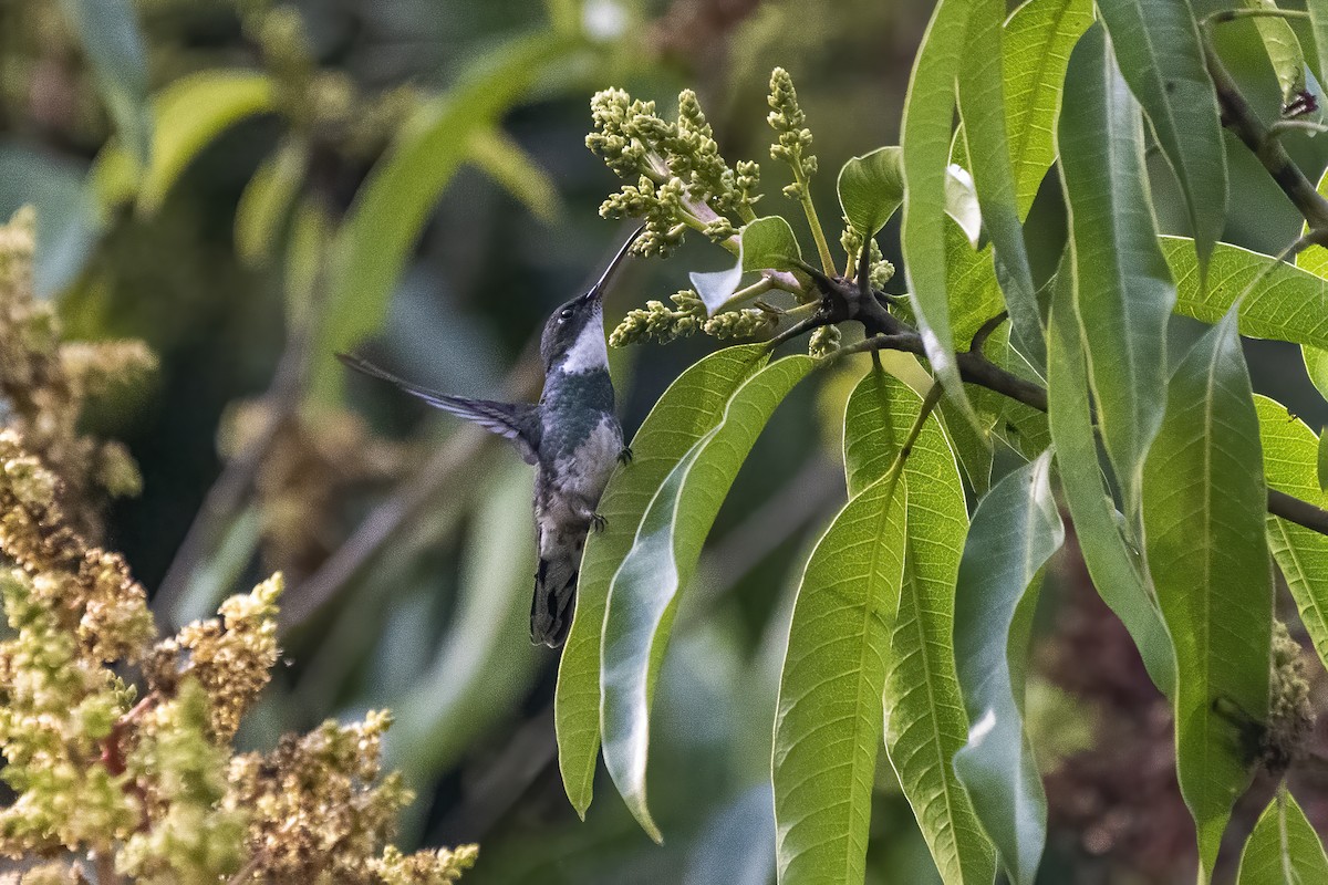 kolibřík límcový - ML621385419