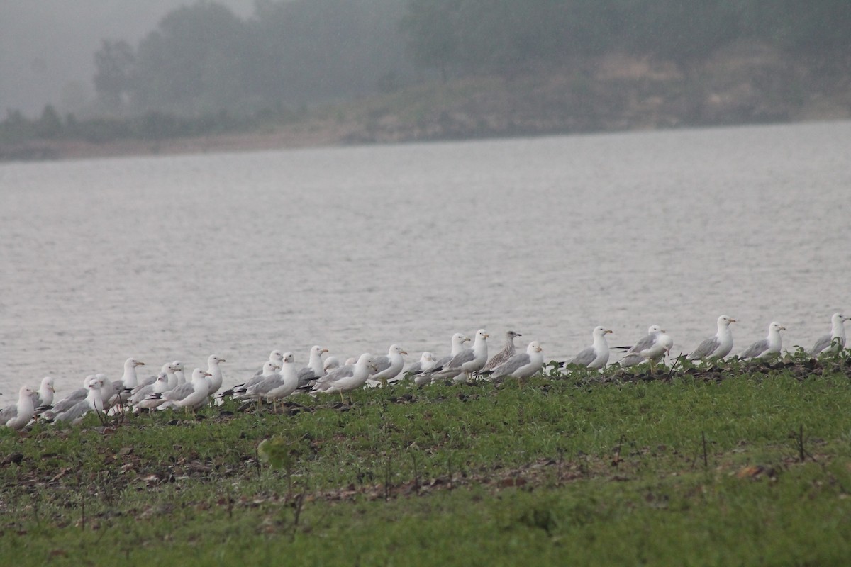 Ring-billed Gull - ML621385449