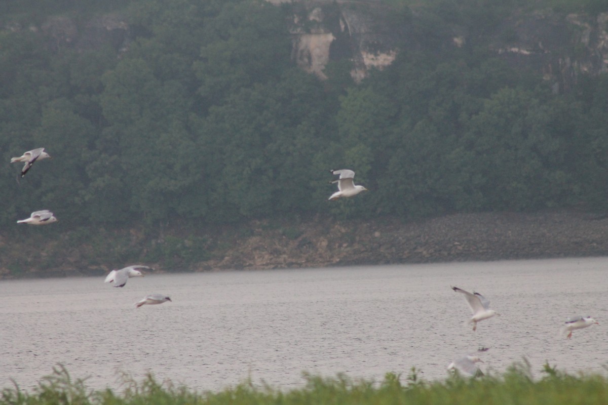 Ring-billed Gull - ML621385451