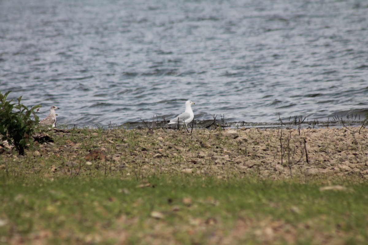 Ring-billed Gull - ML621385452