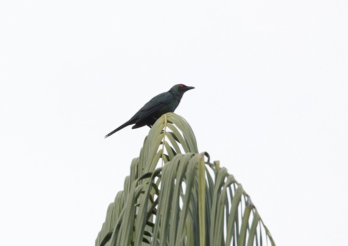 Metallic Starling - ML621385492