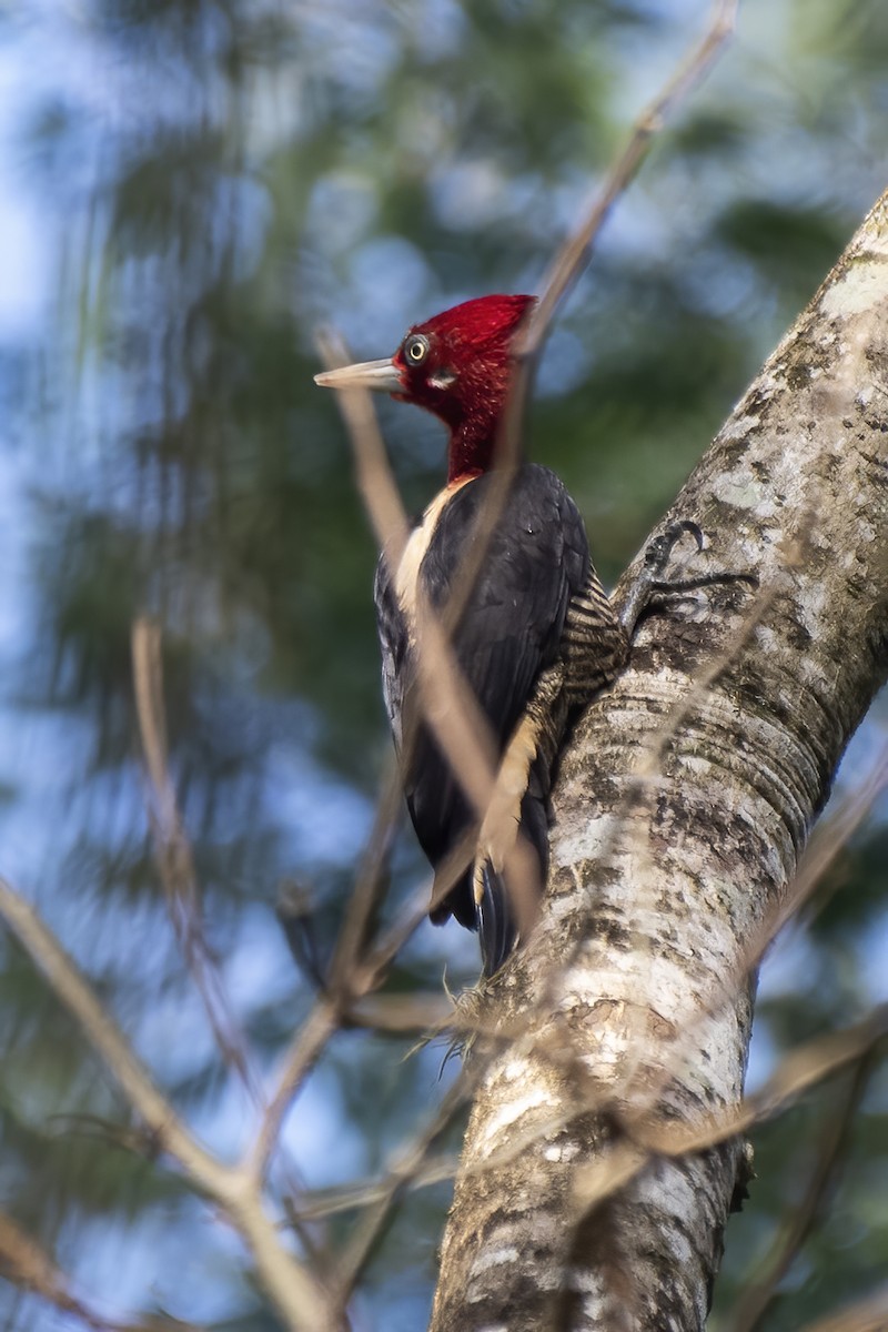 Robust Woodpecker - ML621385493