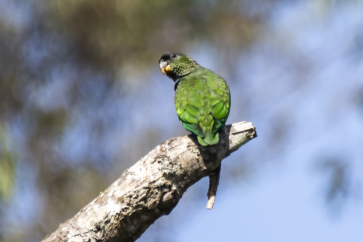 Scaly-headed Parrot - ML621385500