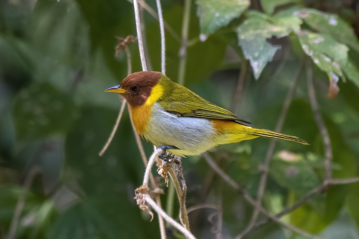 Rufous-headed Tanager - ML621385544