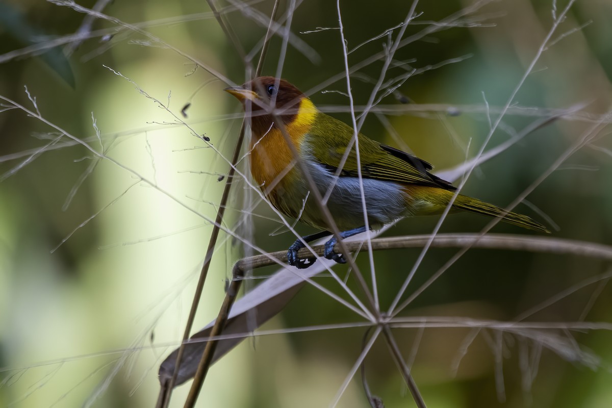 Rufous-headed Tanager - ML621385545