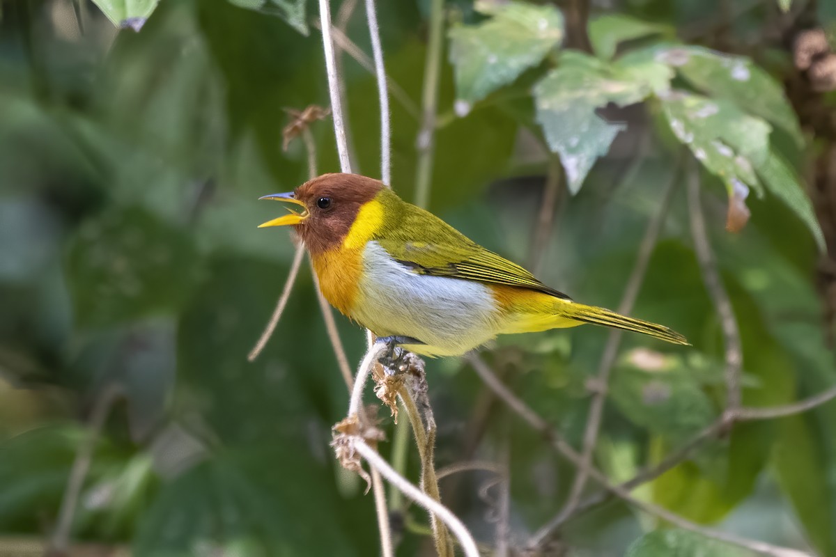 Rufous-headed Tanager - ML621385546