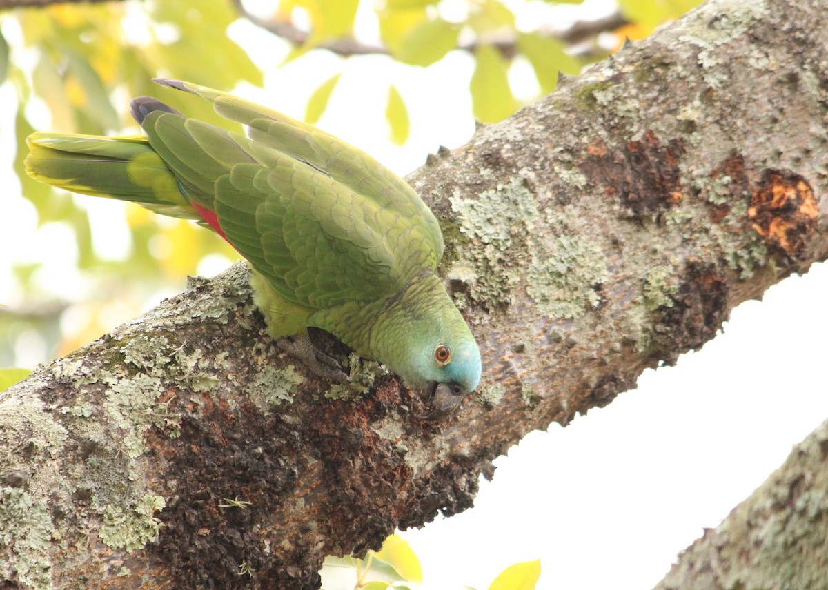 Turquoise-fronted Parrot - ML621385573