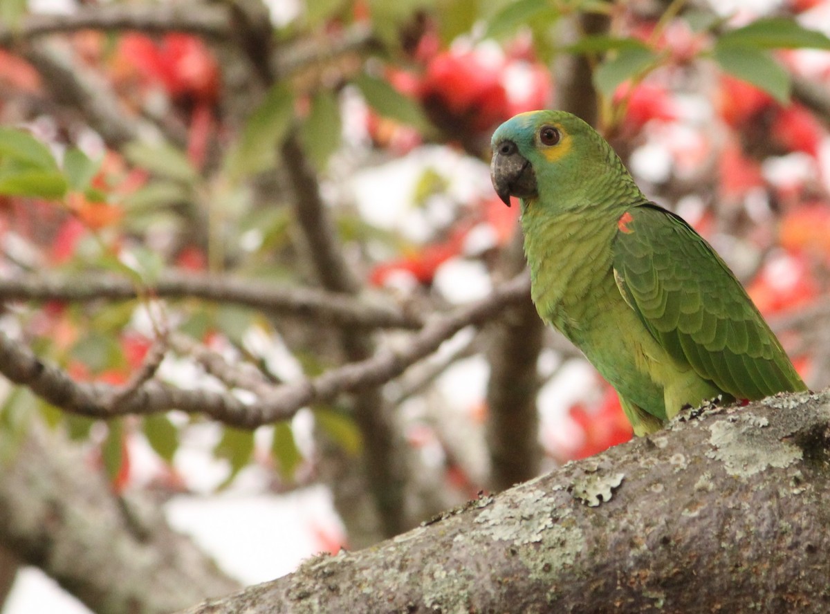 Turquoise-fronted Parrot - ML621385583